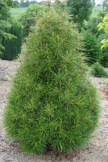 Сціадопітіс мутовчастий|Sciadopitys verticillata|Сциадопитис мутовчатый